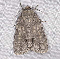Acronicta immodica