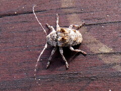 Dichostates compactus