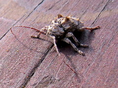 Dichostates compactus