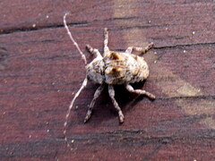 Dichostates compactus