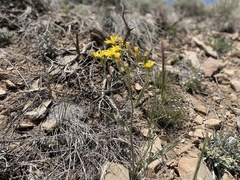 Crepis intermedia