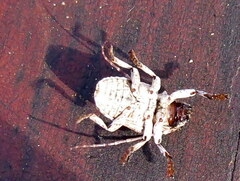 Dichostates compactus