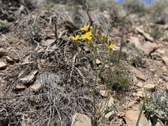 Crepis intermedia
