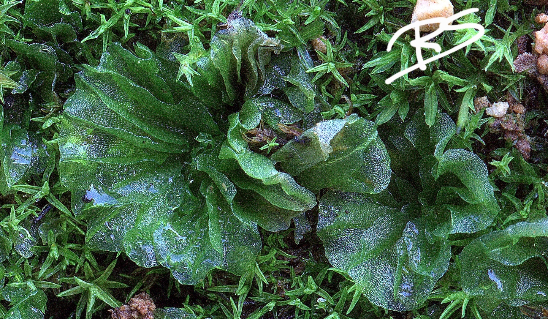 Petalophyllum ralfsii