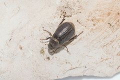 Aplidia transversa transversa