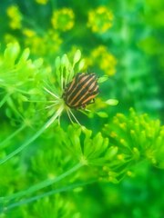 Graphosoma italicum italicum