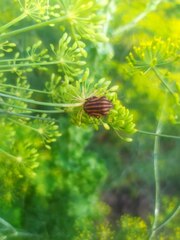 Graphosoma italicum italicum