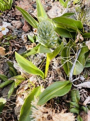 Lagotis integrifolia