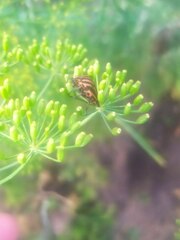 Graphosoma italicum italicum