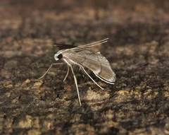 Cangetta hartoghialis