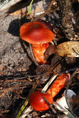 Cortinarius persplendidus