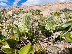 Lagotis integrifolia