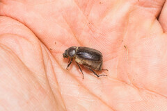 Aplidia transversa transversa