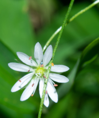 Stellaria longifolia