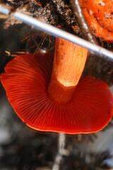 Cortinarius persplendidus