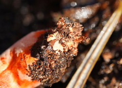 Cortinarius persplendidus