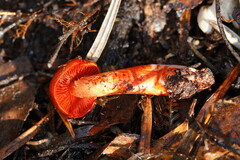 Cortinarius persplendidus
