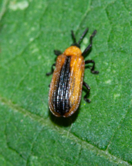 Odontota dorsalis