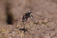 Cicindela sedecimpunctata