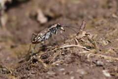 Cicindela sedecimpunctata