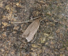 Lecithocera platomona