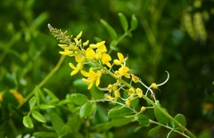 Sophora tomentosa