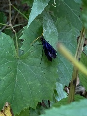 Gnamptopelta