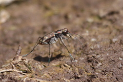 Cicindela sedecimpunctata