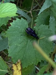 Gnamptopelta