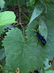 Gnamptopelta