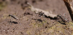 Cicindela sedecimpunctata