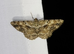 Psilalcis galsworthyi