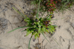 Ferraria foliosa