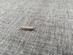 Agriphila straminella