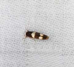 Stathmopoda paradiplaspis