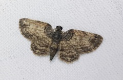 Axinoptera orphnobathra