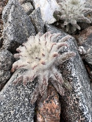 Saussurea glacialis