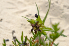 Ferraria foliosa
