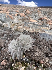 Saussurea glacialis