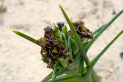 Ferraria foliosa