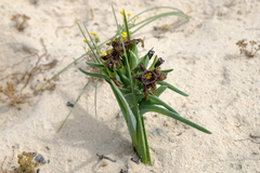 Ferraria foliosa