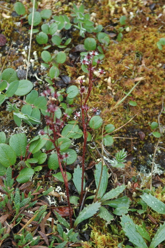 Image of Micranthes razshivinii by (c) Syd Cannings, some rights reserved (CC BY)