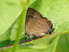 Satyrium caryaevorus