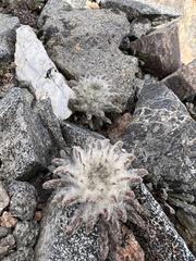 Saussurea glacialis
