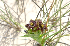 Ferraria foliosa