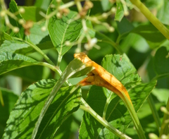Puccinia sambuci