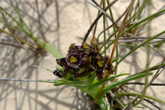 Ferraria foliosa