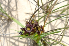 Ferraria foliosa