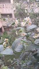 Nyctanthes arbor-tristis