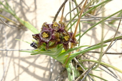 Ferraria foliosa
